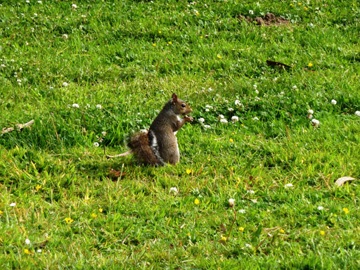 sanfrden2-goldengatepark4